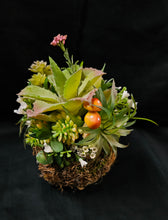 Load image into Gallery viewer, Sitting Kokedama #5