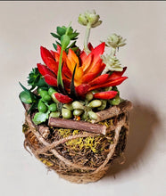 Load image into Gallery viewer, Sitting Kokedama #3