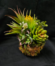 Load image into Gallery viewer, Sitting Kokedama #1