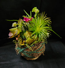 Load image into Gallery viewer, Sitting Kokedama #2
