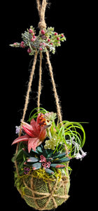 Hanging Kokedama #1