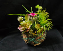 Load image into Gallery viewer, Sitting Kokedama #2
